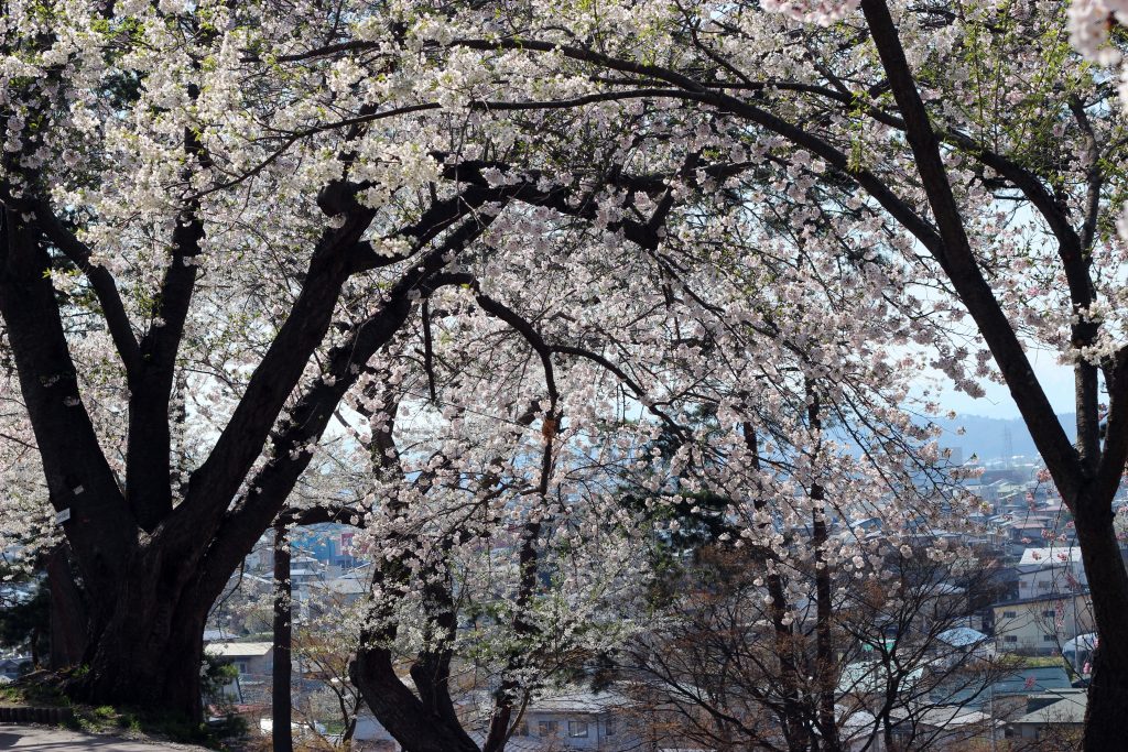 烏帽子山公園千本桜の写真