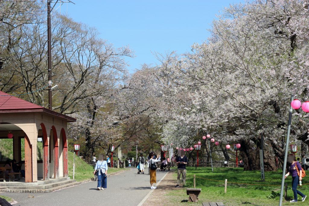 烏帽子山公園千本桜