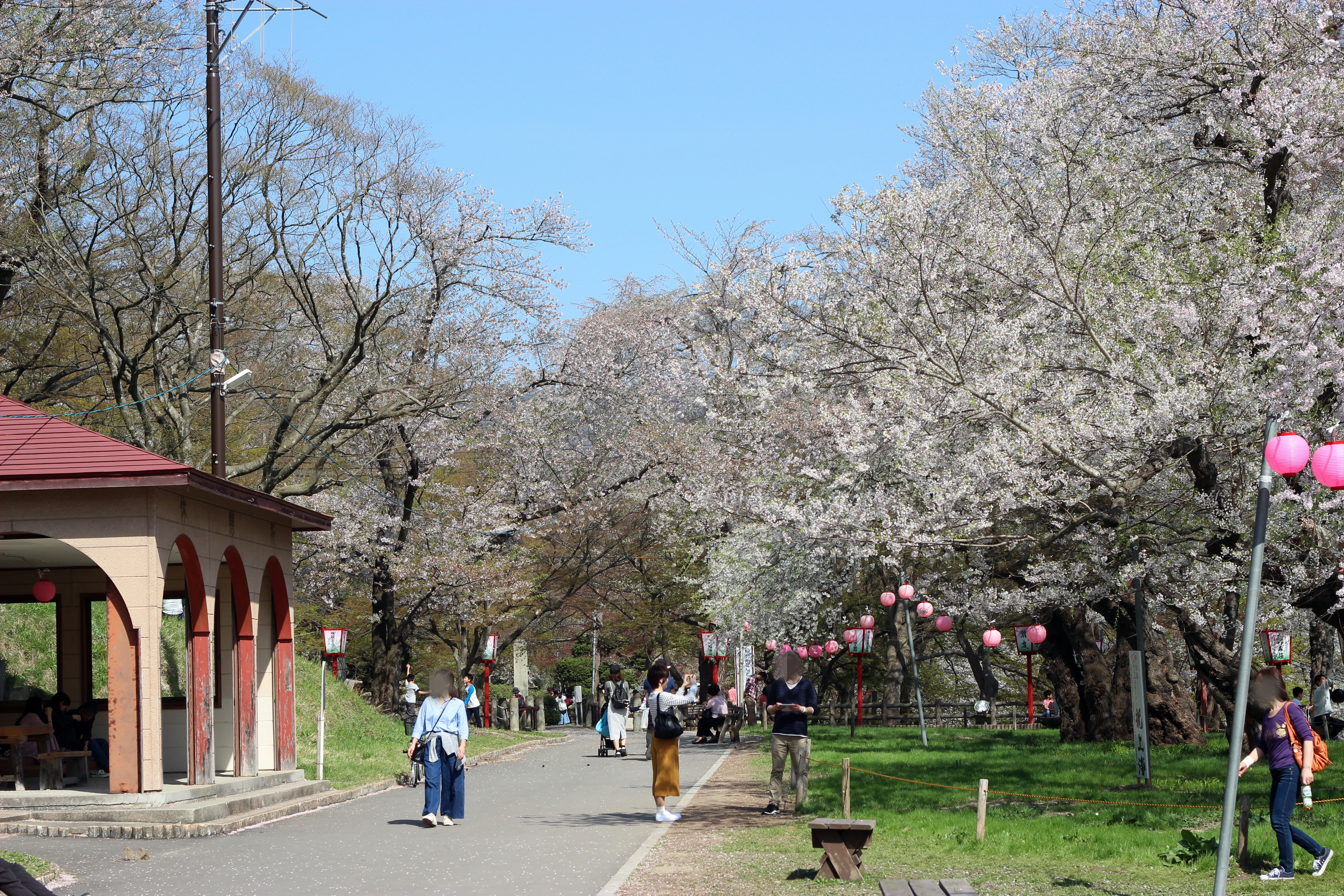 烏帽子山公園千本桜の桜