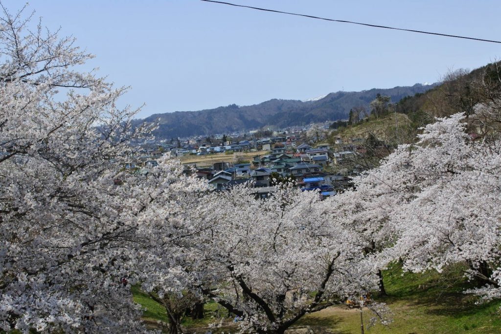 烏帽子山公園千本桜