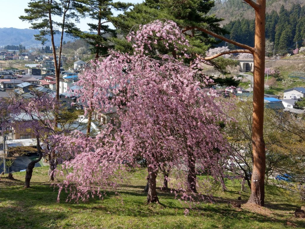 烏帽子山公園の千本桜