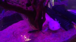 仙台うみの杜水族館のウーパールーパー