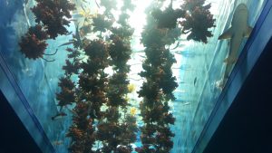 仙台うみの杜水族館の上にある水槽