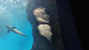 仙台うみの杜水族館のエイ