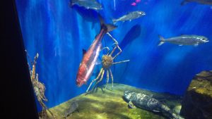 仙台うみの杜水族館