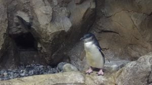 仙台うみの杜水族館のペンギン