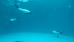 仙台うみの杜水族館のイルカ