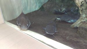 仙台うみの杜水族館のナマズ