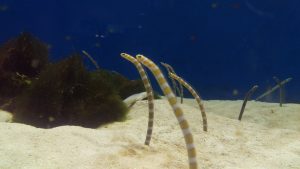仙台うみの杜水族館のチンアナゴ