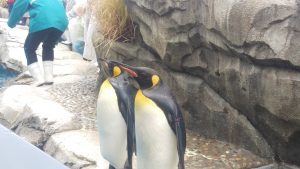 仙台うみの杜水族館のペンギン