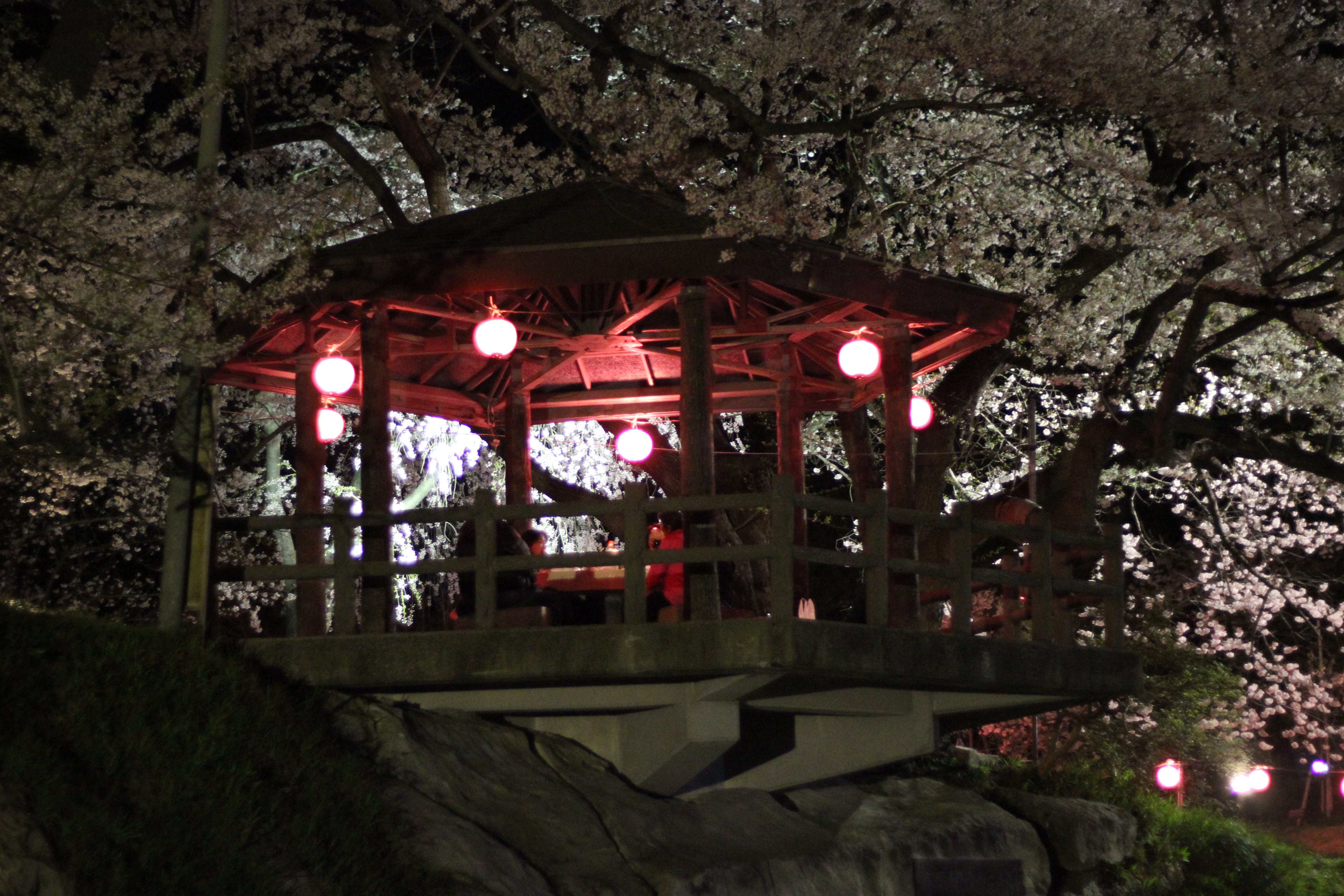 烏帽子山公園千本桜の夜桜