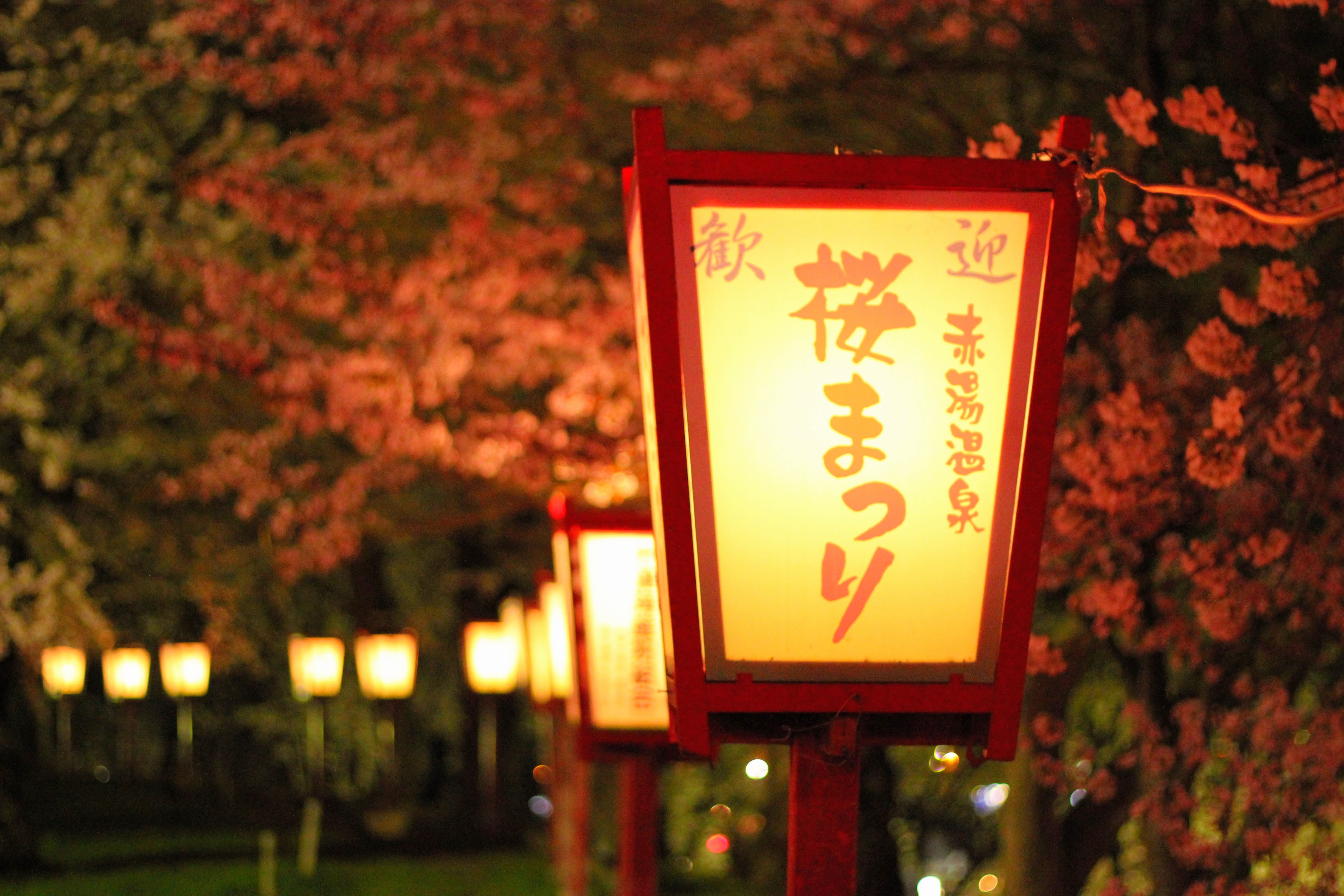 烏帽子山公園千本桜夜の様子