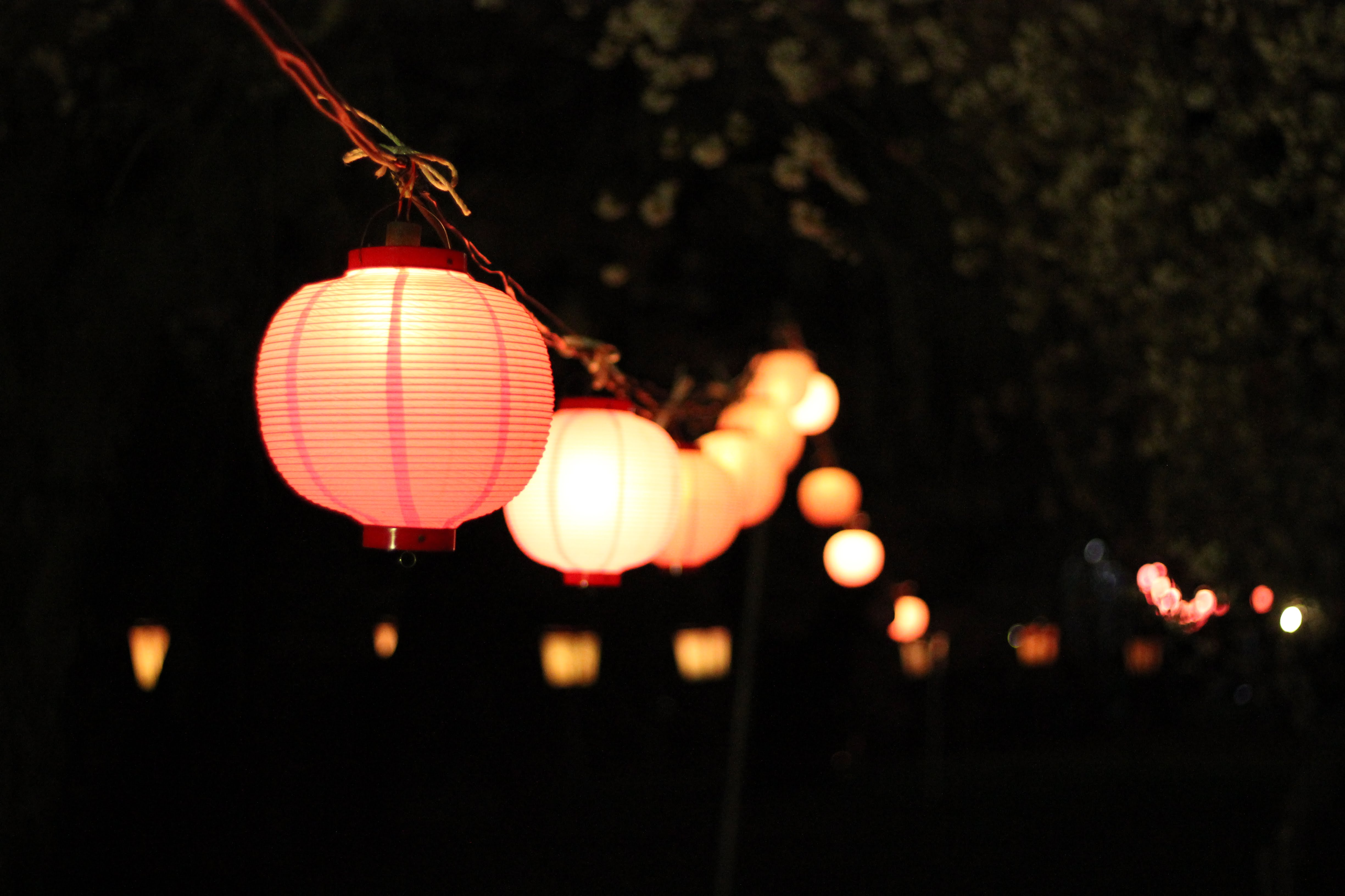 烏帽子山公園千本桜夜の様子
