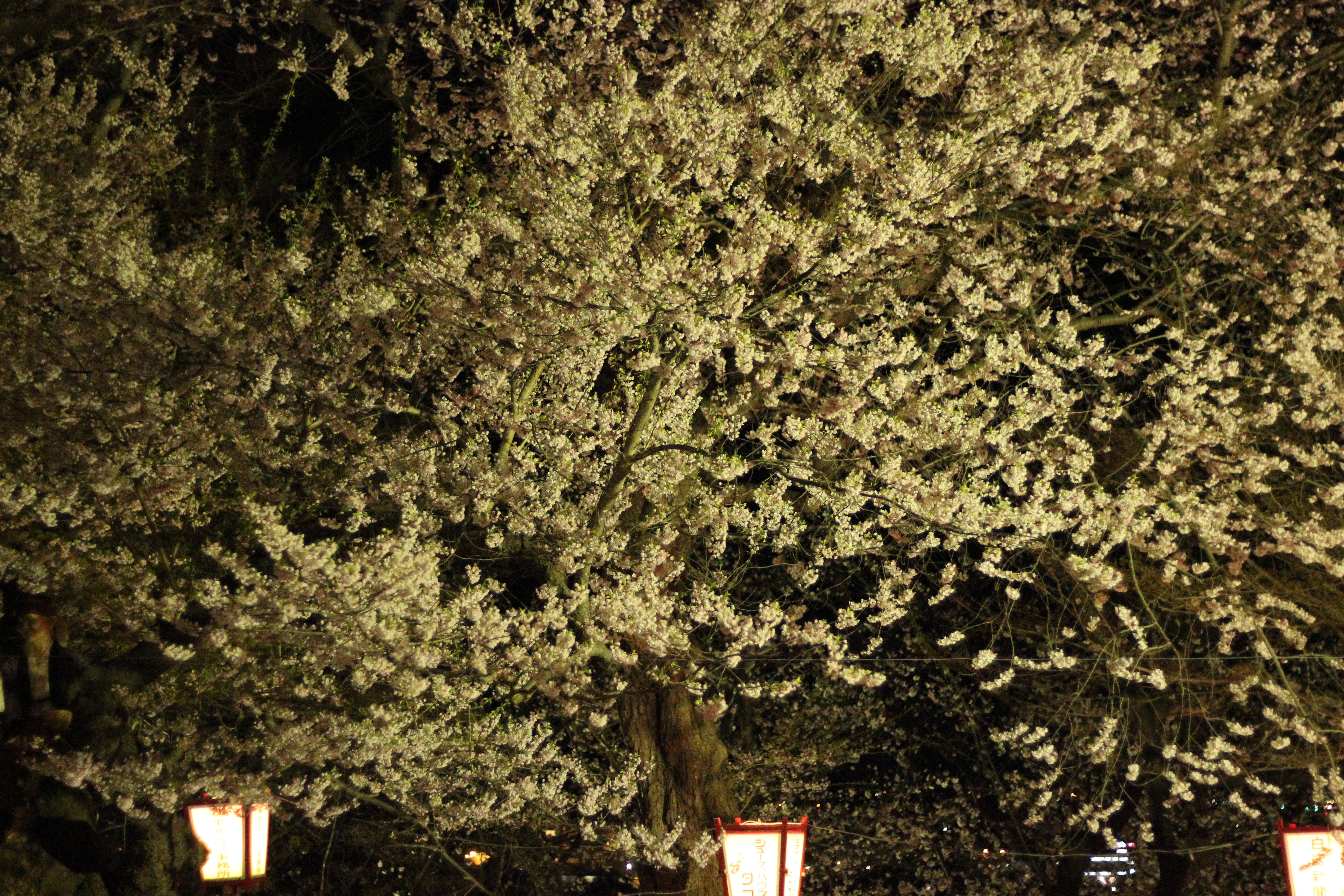 烏帽子山公園千本桜の夜桜