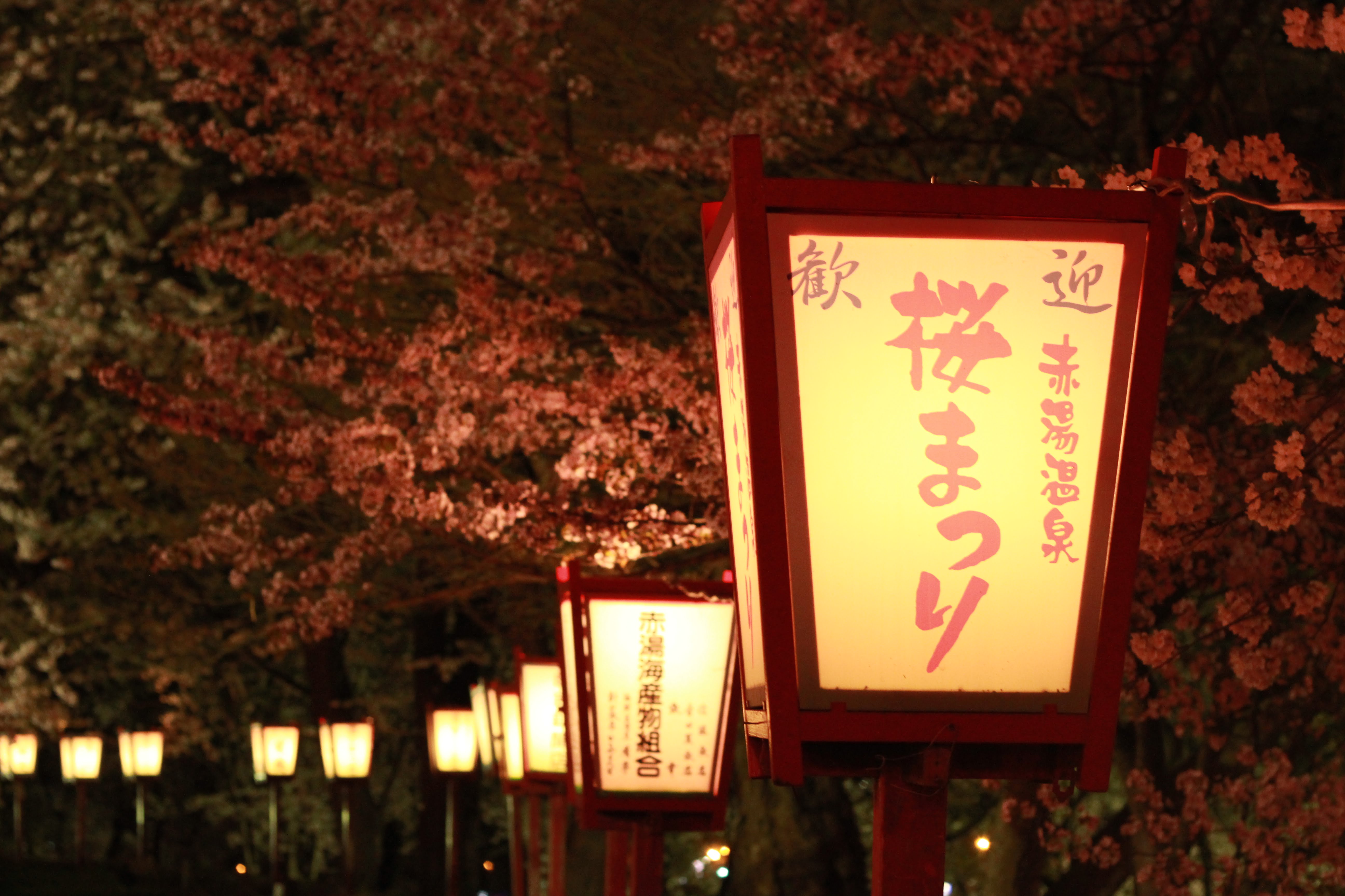 烏帽子山公園千本桜の夜の様子