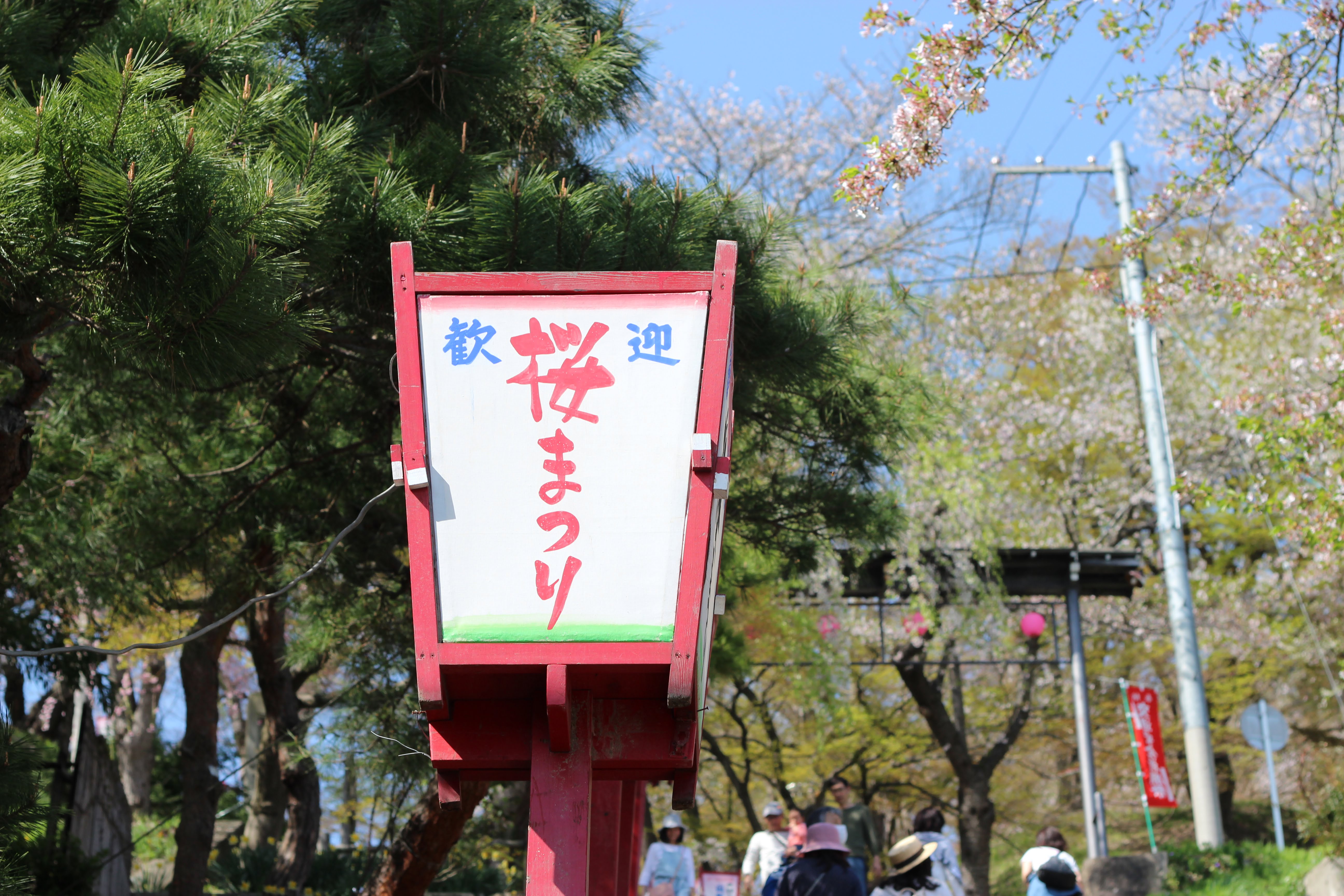 烏帽子山公園千本桜の昼の様子