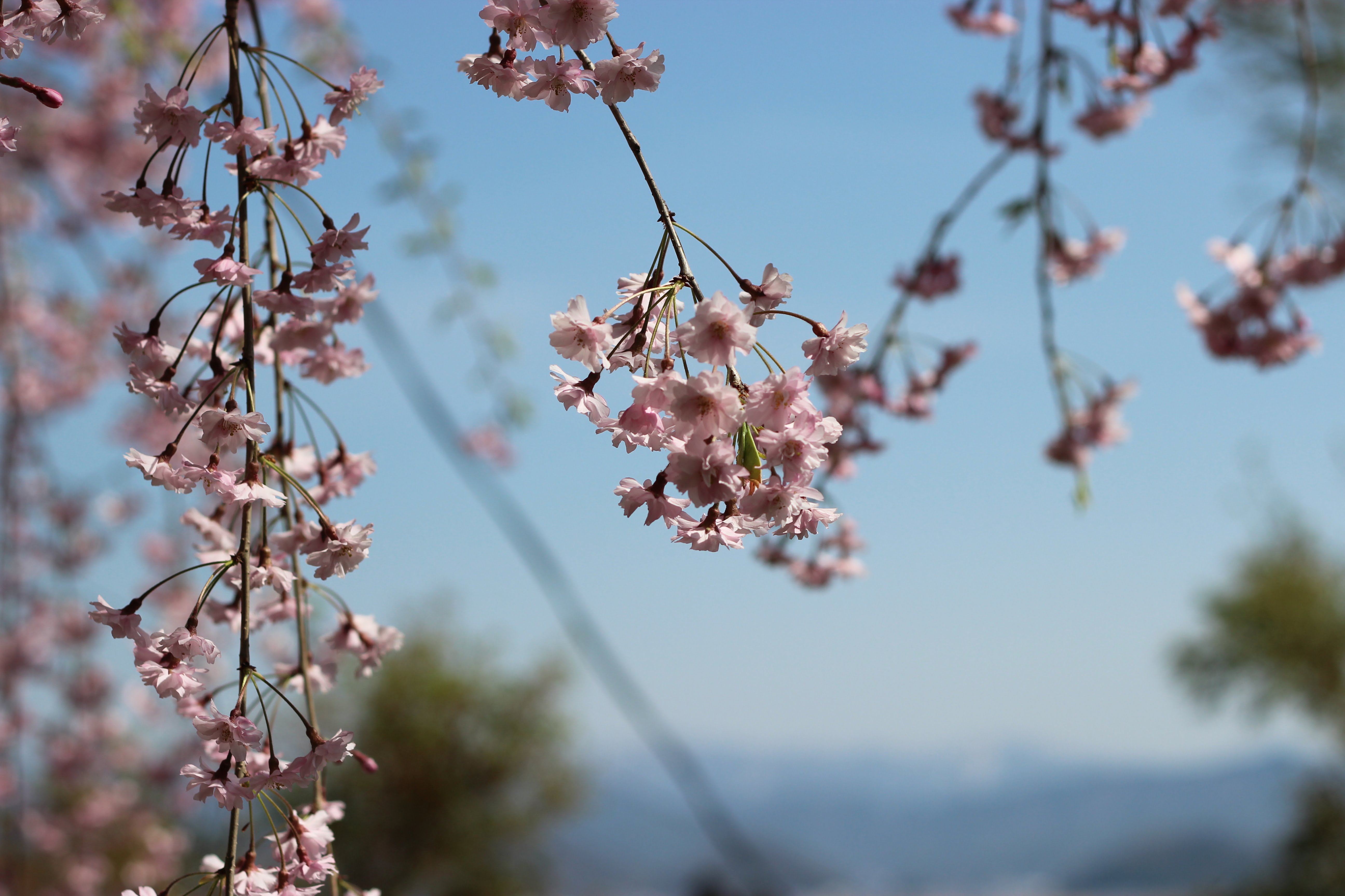 烏帽子山公園千本桜