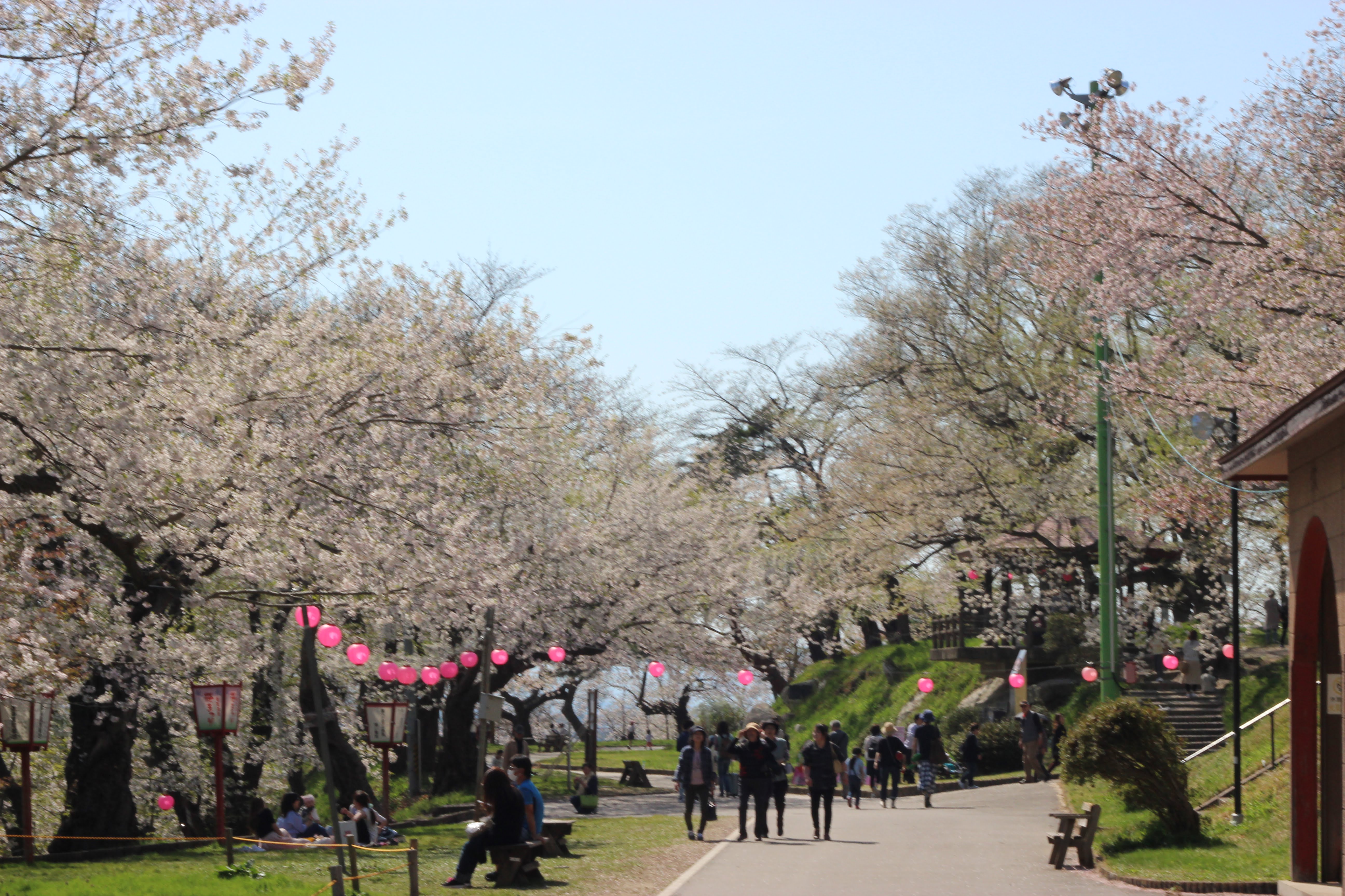 烏帽子山公園千本桜