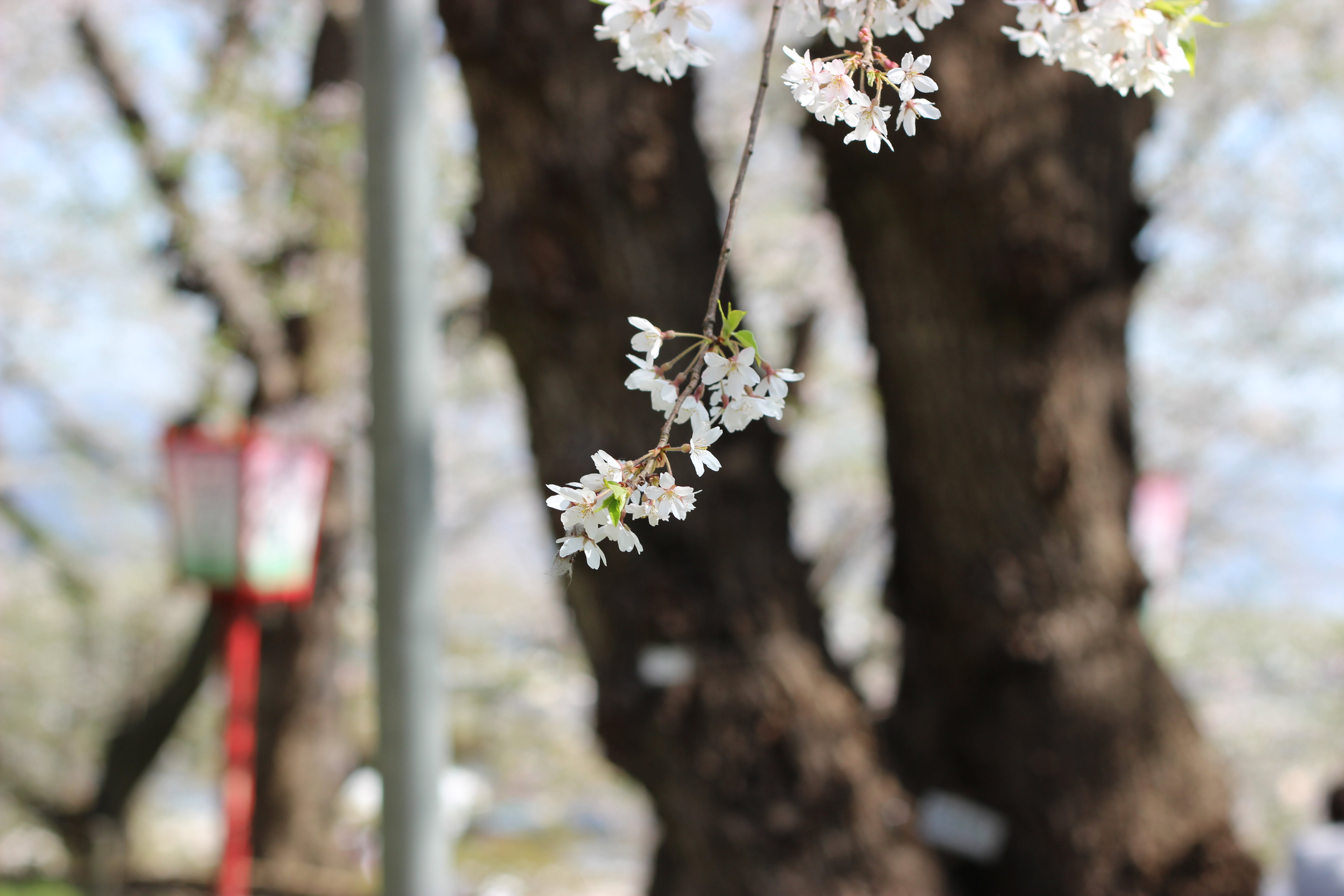 烏帽子山公園千本桜