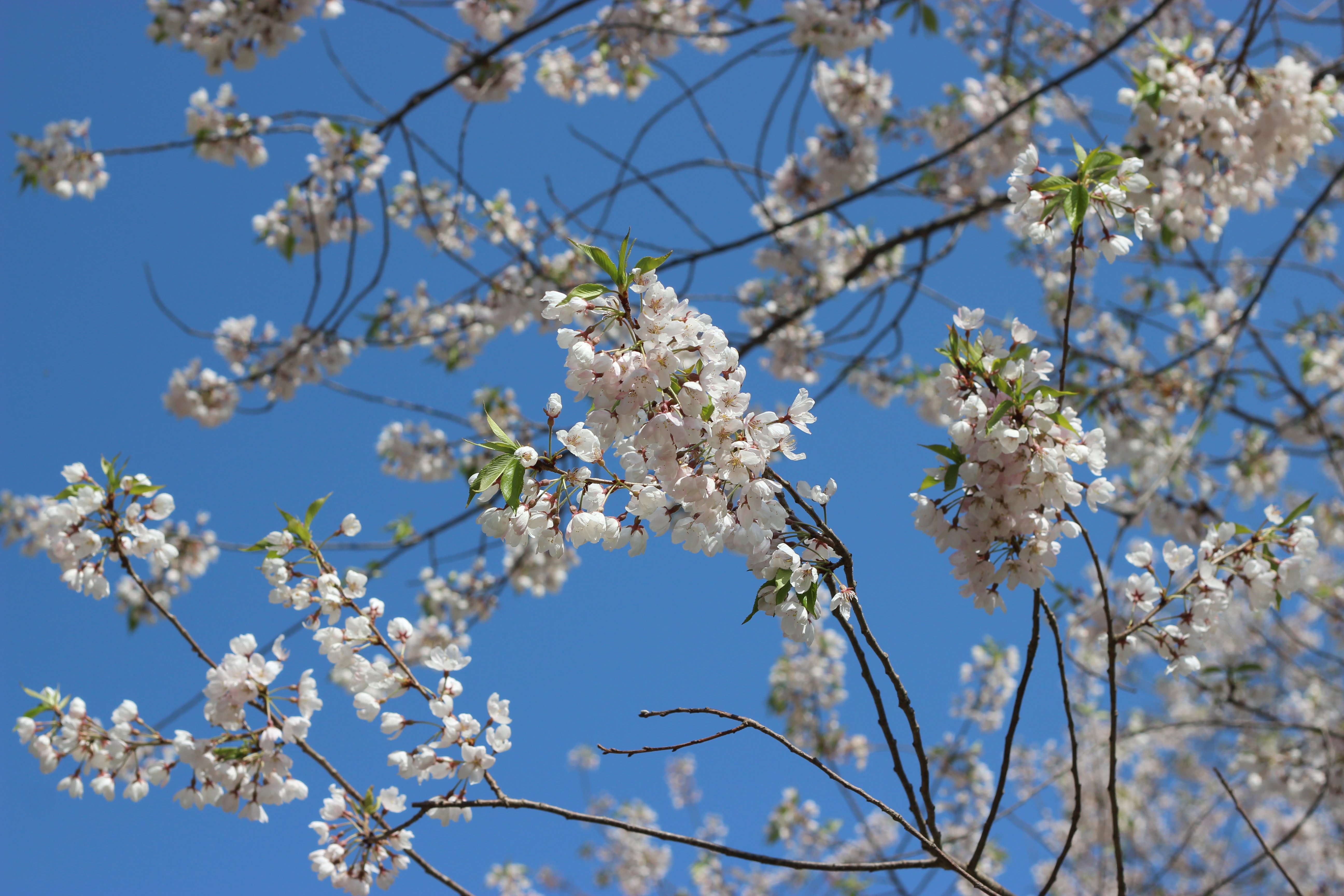 烏帽子山公園千本桜