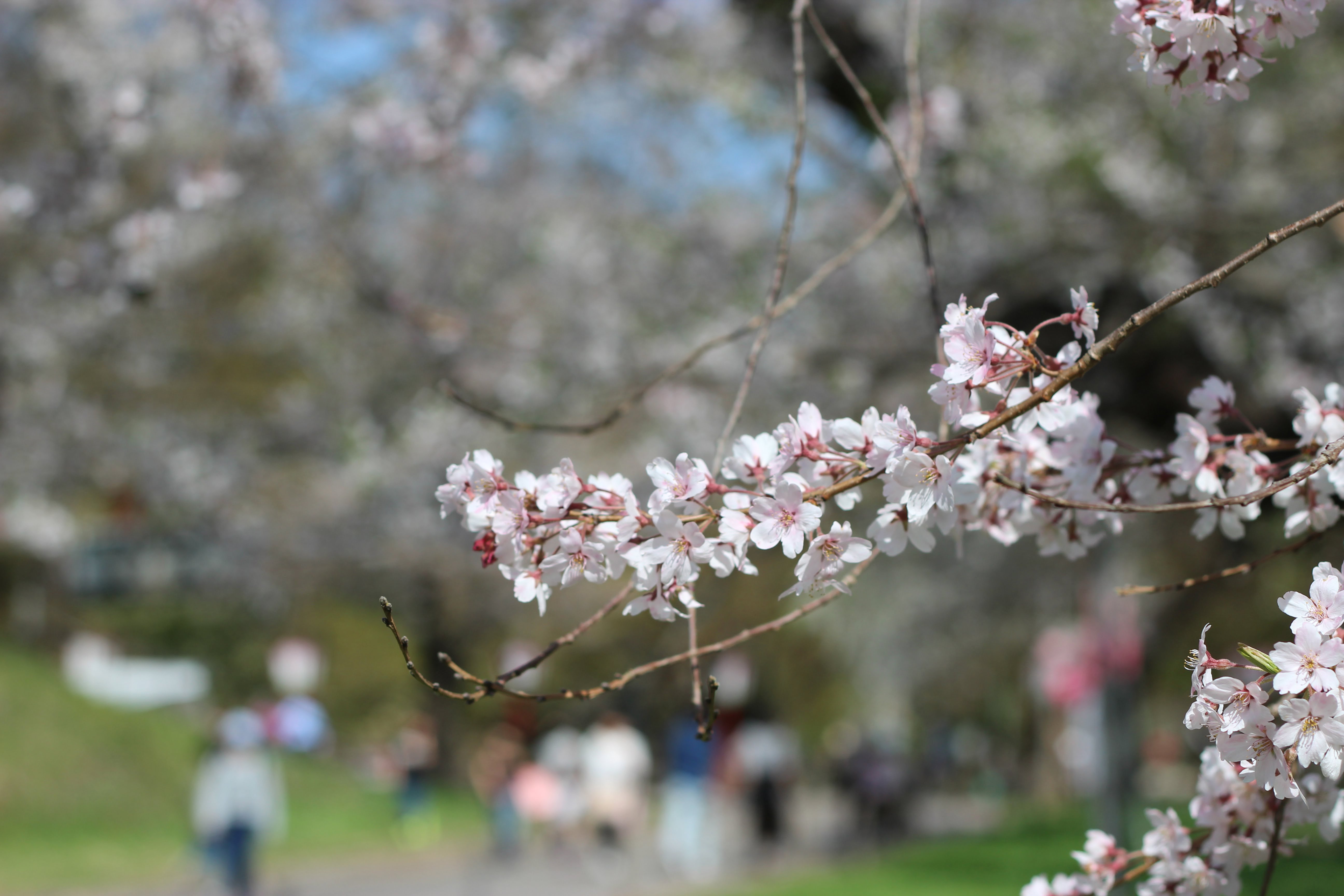 烏帽子山公園千本桜