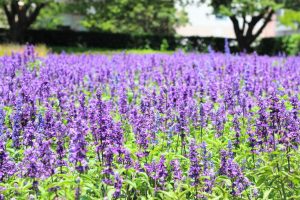 石橋文化センターの花