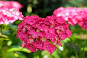 石橋文化センターの紫陽花