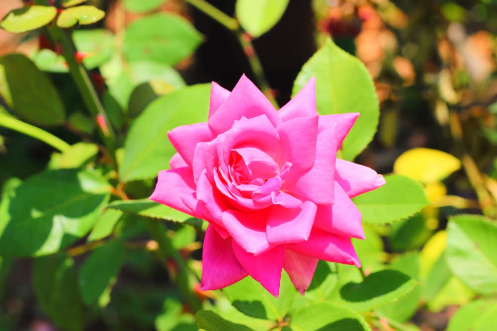 石橋文化センターのバラ