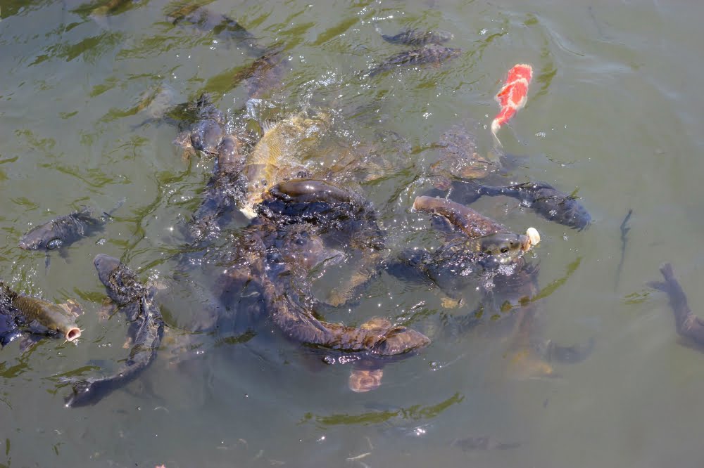 石橋文化センターの魚