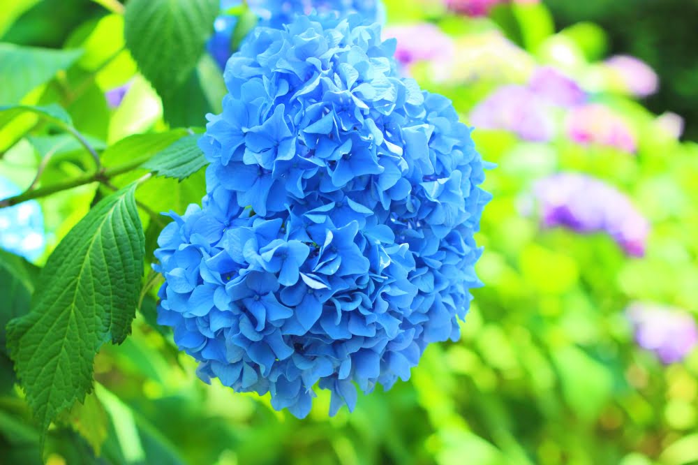 石橋文化センターの紫陽花