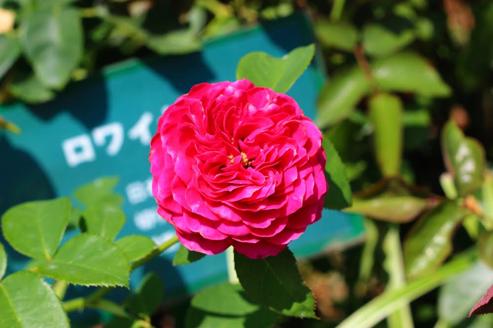 石橋文化センターのバラ