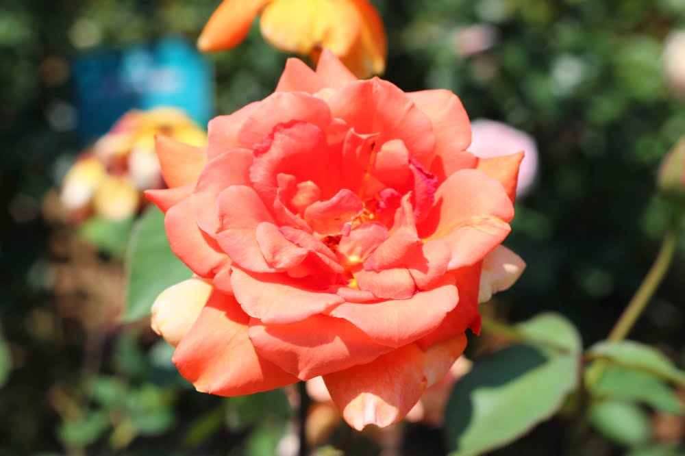 石橋文化センターのバラ