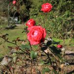 くじゅう花公園