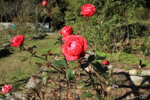 くじゅう花公園