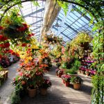 くじゅう花公園