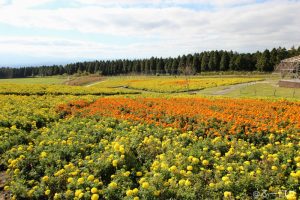 くじゅう花公園