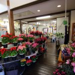 くじゅう花公園