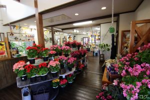 くじゅう花公園