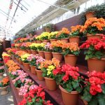 くじゅう花公園