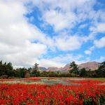 くじゅう花公園