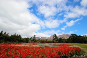 くじゅう花公園