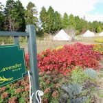 くじゅう花公園