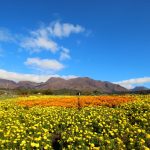 九重連山　紅葉