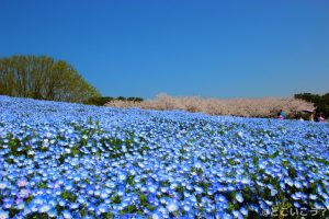 海の中道海浜公園
