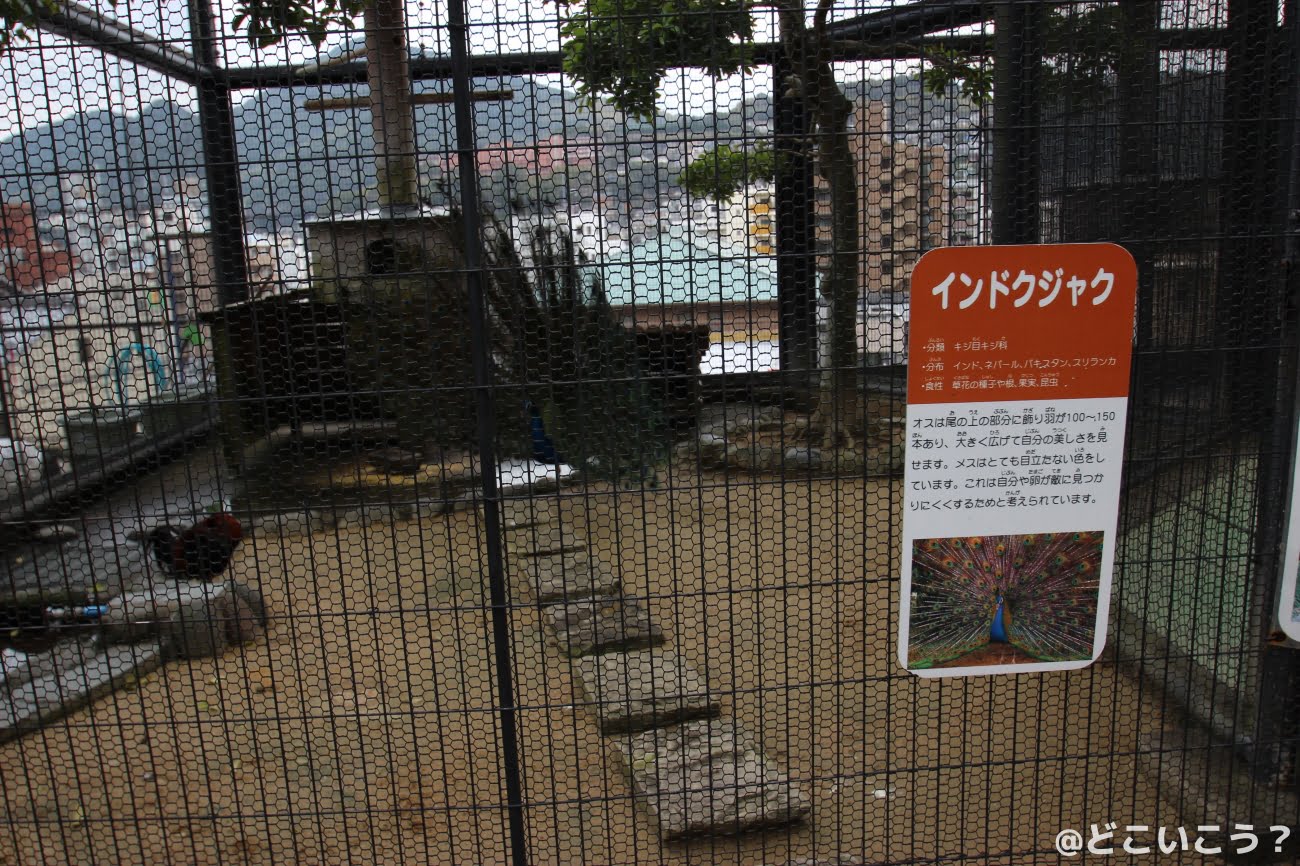 長崎どうぶつひろば