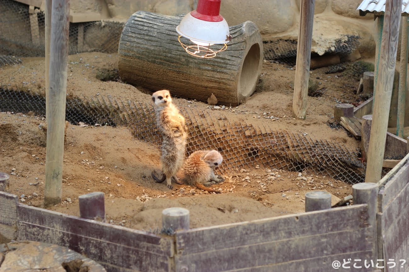 長崎どうぶつひろば