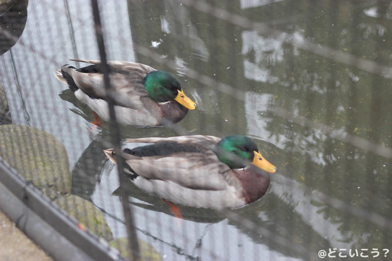 長崎どうぶつひろば