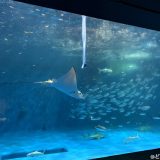 かごしま水族館